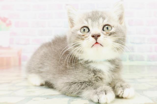神奈川県のマンチカン (Coo&RIKU小田原店/2026年6月27日生まれ/男の子/ブルータビーホワイト)の子猫の3枚目の画像