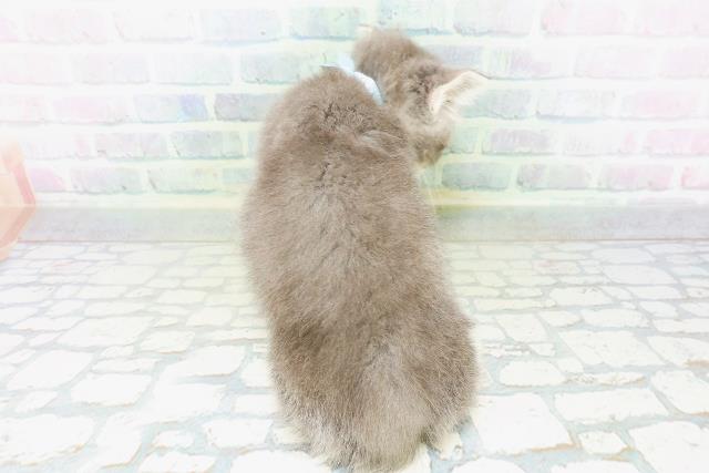 神奈川県のマンチカン (Coo&RIKU小田原店/2026年6月27日生まれ/男の子/ブルータビーホワイト)の子猫の4枚目の画像