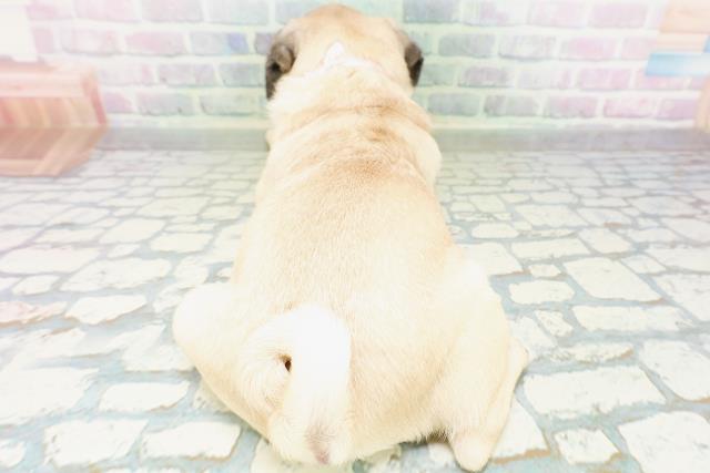 茨城県のパグ (Coo&RIKUMEGAドン・キホーテ勝田店/2026年6月11日生まれ/女の子/フォーン)の子犬の4枚目の画像