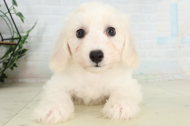 鹿児島県のビションフリーゼ (Coo&RIKU鹿児島店/2026年7月1日生まれ/男の子/ホワイト)の子犬の1枚目の画像