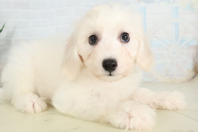鹿児島県のビションフリーゼ (Coo&RIKU鹿児島店/2026年7月1日生まれ/男の子/ホワイト)の子犬の2枚目の画像
