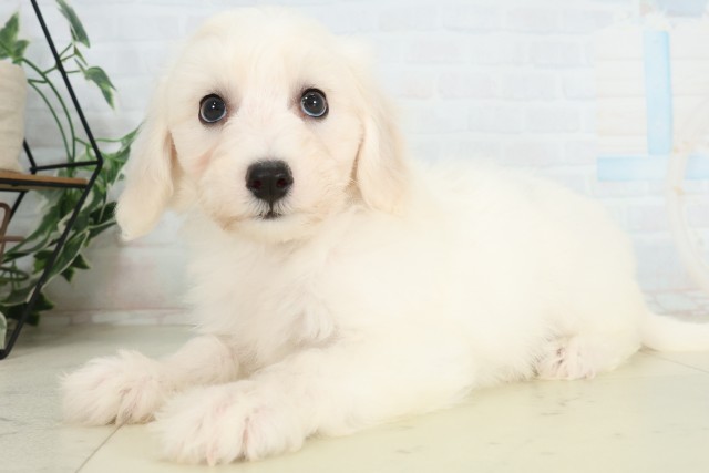 鹿児島県のビションフリーゼ (Coo&RIKU鹿児島店/2026年7月1日生まれ/男の子/ホワイト)の子犬の3枚目の画像