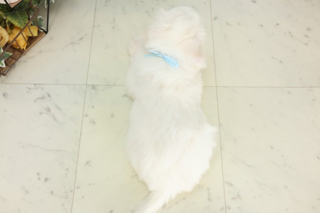鹿児島県のビションフリーゼ (Coo&RIKU鹿児島店/2026年7月1日生まれ/男の子/ホワイト)の子犬の4枚目の画像