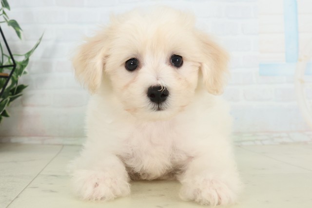 福岡県のビションフリーゼ (Coo&RIKU福岡古賀店/2026年7月1日生まれ/男の子/ホワイト)の子犬の1枚目の画像