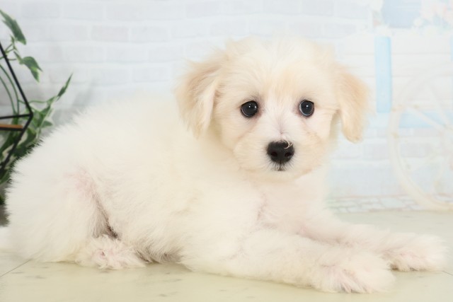 福岡県のビションフリーゼ (Coo&RIKU福岡古賀店/2026年7月1日生まれ/男の子/ホワイト)の子犬の2枚目の画像