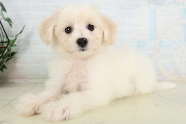 福岡県のビションフリーゼ (Coo&RIKU福岡古賀店/2026年7月1日生まれ/男の子/ホワイト)の子犬の3枚目の画像