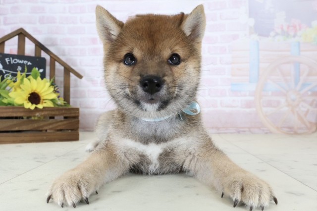 福岡県の豆柴 (Coo&RIKU大牟田店/2026年6月29日生まれ/男の子/赤)の子犬の1枚目の画像