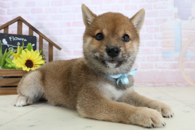 福岡県の豆柴 (Coo&RIKU大牟田店/2026年6月29日生まれ/男の子/赤)の子犬の2枚目の画像