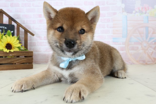 福岡県の豆柴 (Coo&RIKU大牟田店/2026年6月29日生まれ/男の子/赤)の子犬の3枚目の画像