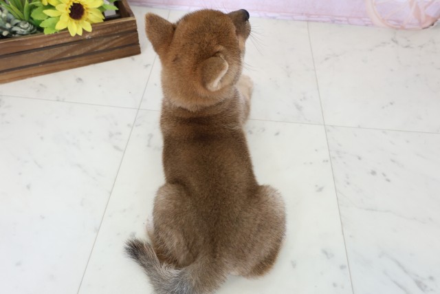 福岡県の豆柴 (Coo&RIKU大牟田店/2026年6月29日生まれ/男の子/赤)の子犬の4枚目の画像