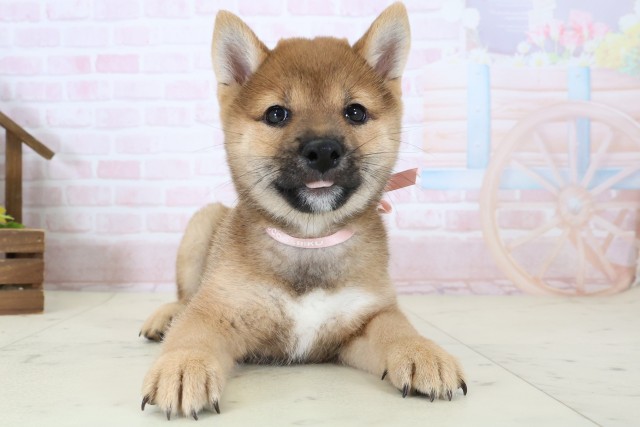 福岡県の豆柴 (Coo&RIKU行橋店/2026年6月29日生まれ/女の子/赤)の子犬の1枚目の画像