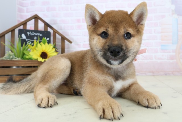 福岡県の豆柴 (Coo&RIKU行橋店/2026年6月29日生まれ/女の子/赤)の子犬の2枚目の画像