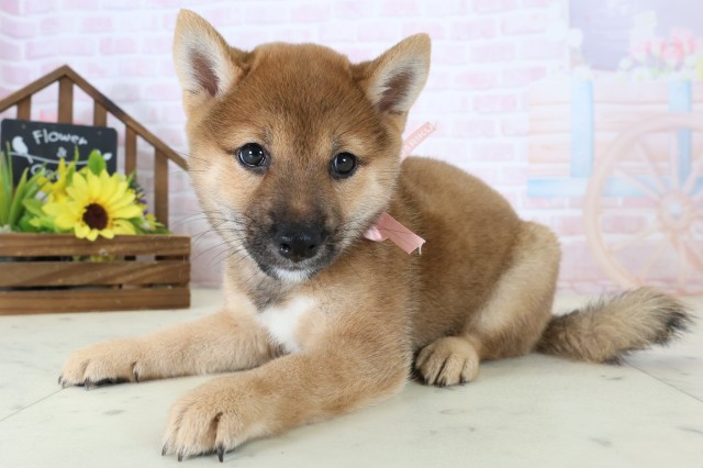 福岡県の豆柴 (Coo&RIKU行橋店/2026年6月29日生まれ/女の子/赤)の子犬の3枚目の画像