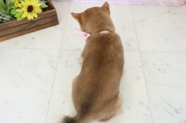 福岡県の豆柴 (Coo&RIKU行橋店/2026年6月29日生まれ/女の子/赤)の子犬の4枚目の画像