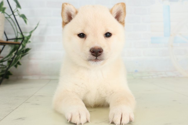 福岡県の豆柴 (Coo&RIKUフォレストシティ春日店/2026年6月29日生まれ/男の子/白)の子犬の1枚目の画像