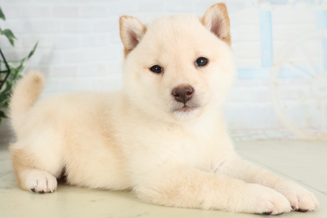 福岡県の豆柴 (Coo&RIKUフォレストシティ春日店/2026年6月29日生まれ/男の子/白)の子犬の2枚目の画像