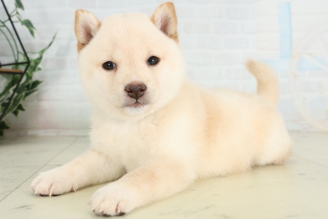 福岡県の豆柴 (Coo&RIKUフォレストシティ春日店/2026年6月29日生まれ/男の子/白)の子犬の3枚目の画像