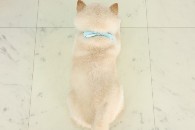 福岡県の豆柴 (Coo&RIKUフォレストシティ春日店/2026年6月29日生まれ/男の子/白)の子犬の4枚目の画像