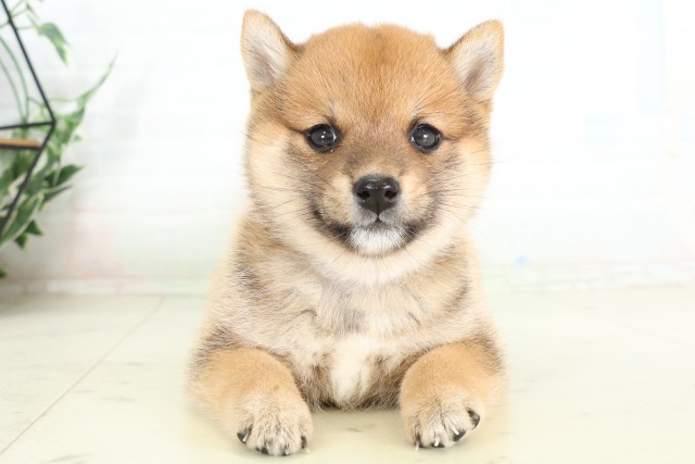 福岡県の豆柴 (Coo&RIKUゆめタウン飯塚店/2026年6月29日生まれ/女の子/赤)の子犬の1枚目の画像