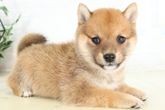 福岡県の豆柴 (Coo&RIKUゆめタウン飯塚店/2026年6月29日生まれ/女の子/赤)の子犬の2枚目の画像