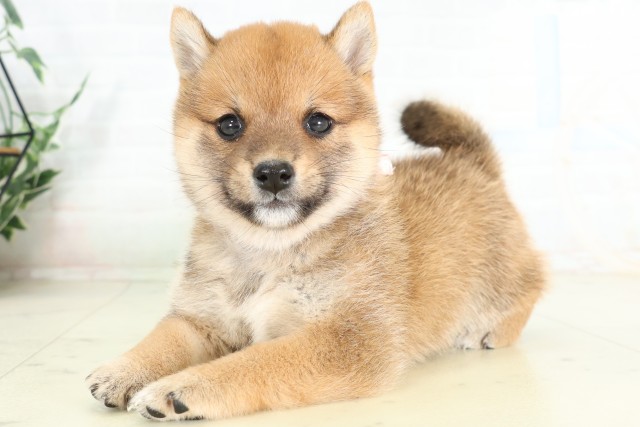 福岡県の豆柴 (Coo&RIKUゆめタウン飯塚店/2026年6月29日生まれ/女の子/赤)の子犬の3枚目の画像
