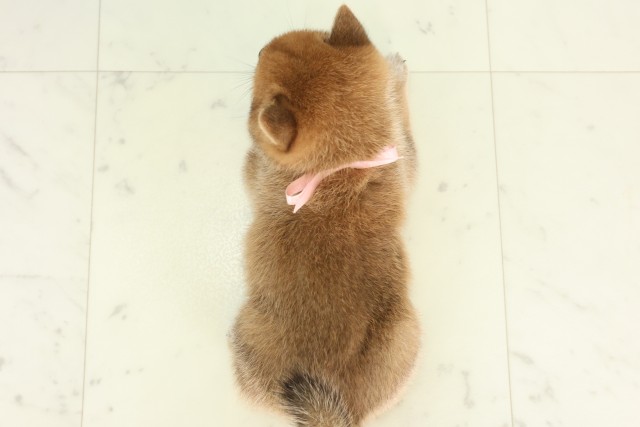 福岡県の豆柴 (Coo&RIKUゆめタウン飯塚店/2026年6月29日生まれ/女の子/赤)の子犬の4枚目の画像