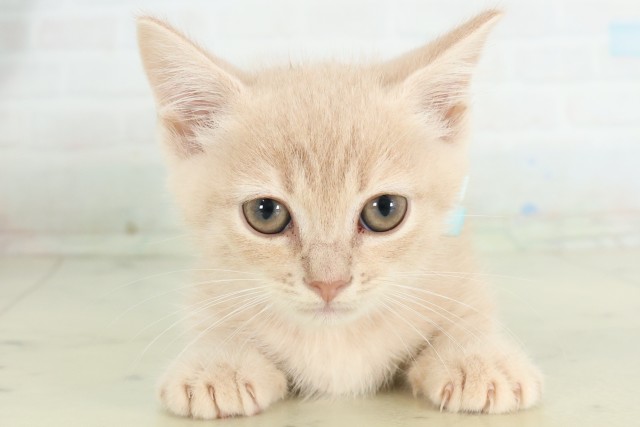 福岡県のマンチカン (Coo&RIKUフォレストシティ春日店/2026年6月14日生まれ/男の子/シナモンタビー)の子猫の1枚目の画像