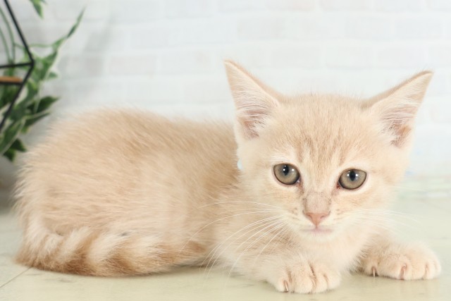 福岡県のマンチカン (Coo&RIKUフォレストシティ春日店/2026年6月14日生まれ/男の子/シナモンタビー)の子猫の2枚目の画像