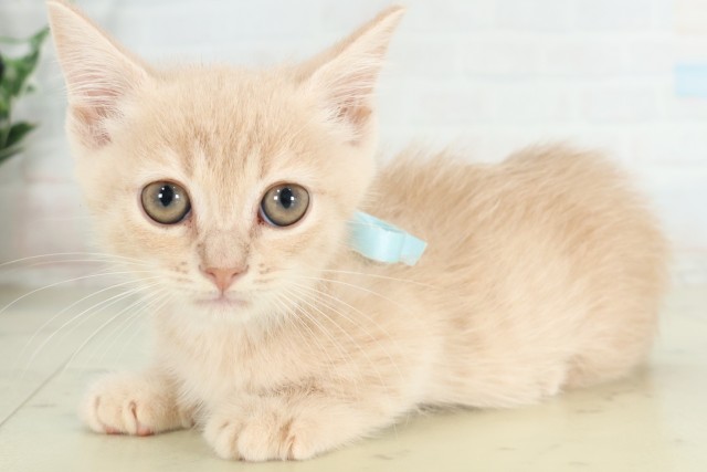 福岡県のマンチカン (Coo&RIKUフォレストシティ春日店/2026年6月14日生まれ/男の子/シナモンタビー)の子猫の3枚目の画像