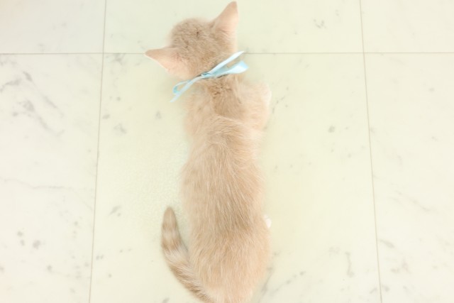 福岡県のマンチカン (Coo&RIKUフォレストシティ春日店/2026年6月14日生まれ/男の子/シナモンタビー)の子猫の4枚目の画像