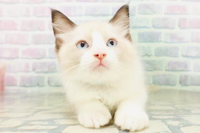 東京都のラグドール (Coo&RIKU新小岩店/2026年6月17日生まれ/男の子/シールポイントバイカラー)の子猫の1枚目の画像