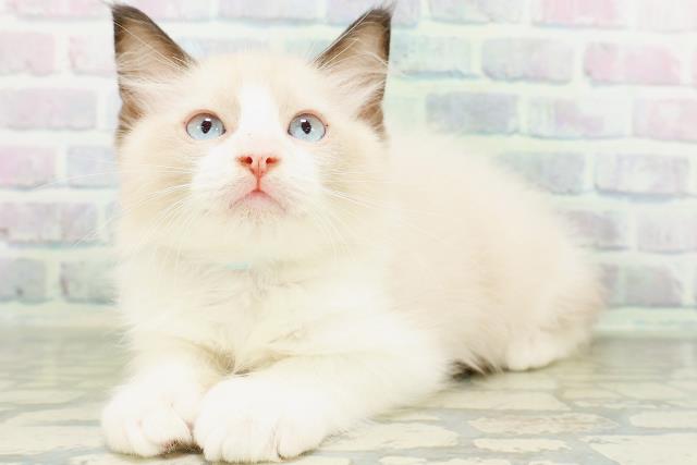 東京都のラグドール (Coo&RIKU新小岩店/2026年6月17日生まれ/男の子/シールポイントバイカラー)の子猫の2枚目の画像