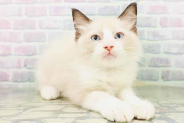 東京都のラグドール (Coo&RIKU新小岩店/2026年6月17日生まれ/男の子/シールポイントバイカラー)の子猫の3枚目の画像