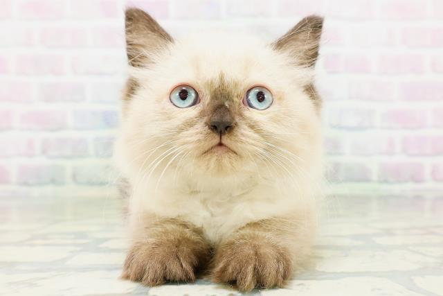 神奈川県のヒマラヤン (Coo&RIKU横浜青葉店/2026年6月25日生まれ/男の子/シールポイント)の子猫の1枚目の画像