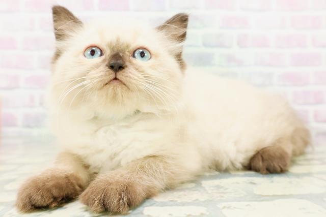 神奈川県のヒマラヤン (Coo&RIKU横浜青葉店/2026年6月25日生まれ/男の子/シールポイント)の子猫の2枚目の画像