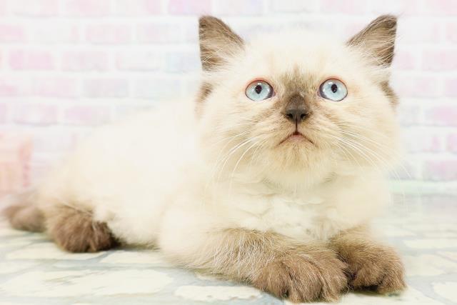 神奈川県のヒマラヤン (Coo&RIKU横浜青葉店/2026年6月25日生まれ/男の子/シールポイント)の子猫の3枚目の画像