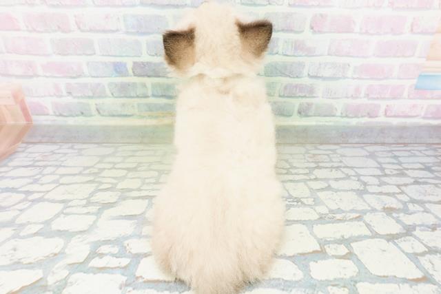 神奈川県のヒマラヤン (Coo&RIKU横浜青葉店/2026年6月25日生まれ/男の子/シールポイント)の子猫の4枚目の画像