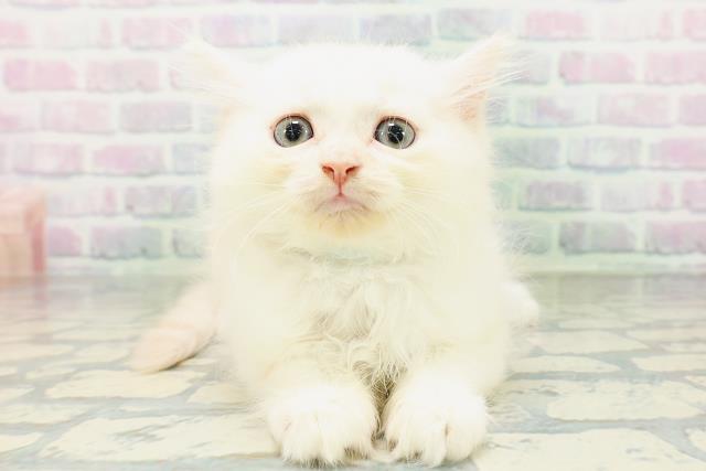 東京都のマンチカン (Coo&RIKU江戸川店/2026年6月30日生まれ/男の子/カメオタビーホワイト)の子猫の1枚目の画像