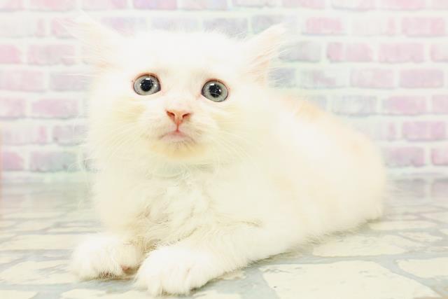 東京都のマンチカン (Coo&RIKU江戸川店/2026年6月30日生まれ/男の子/カメオタビーホワイト)の子猫の2枚目の画像