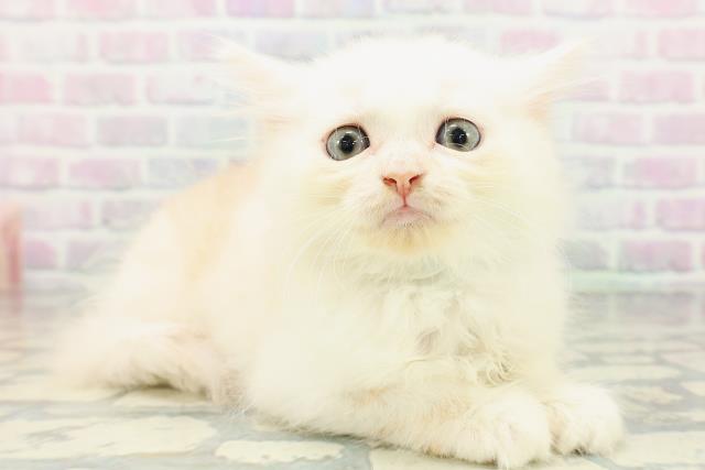 東京都のマンチカン (Coo&RIKU江戸川店/2026年6月30日生まれ/男の子/カメオタビーホワイト)の子猫の3枚目の画像