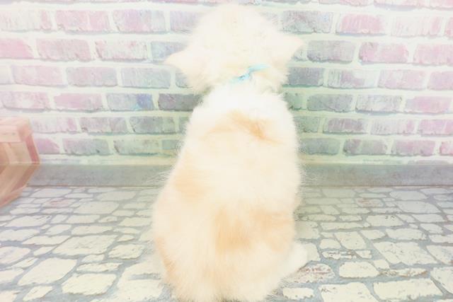 東京都のマンチカン (Coo&RIKU江戸川店/2026年6月30日生まれ/男の子/カメオタビーホワイト)の子猫の4枚目の画像
