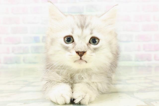 神奈川県のマンチカン (Coo&RIKU秦野店/2026年6月30日生まれ/男の子/シルバータビー)の子猫の1枚目の画像