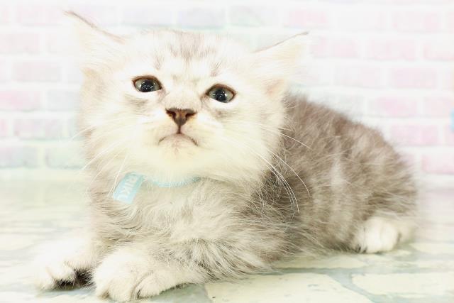 神奈川県のマンチカン (Coo&RIKU秦野店/2026年6月30日生まれ/男の子/シルバータビー)の子猫の2枚目の画像