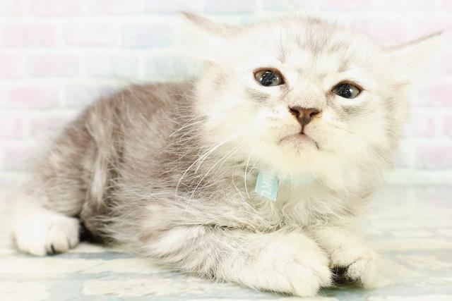 神奈川県のマンチカン (Coo&RIKU秦野店/2026年6月30日生まれ/男の子/シルバータビー)の子猫の3枚目の画像