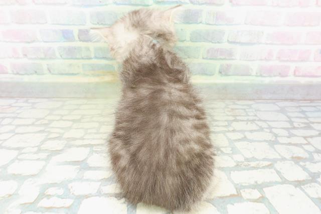神奈川県のマンチカン (Coo&RIKU秦野店/2026年6月30日生まれ/男の子/シルバータビー)の子猫の4枚目の画像
