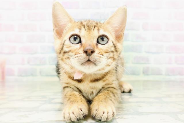 東京都のベンガル (Coo&RIKUフレスポ住吉店/2026年6月25日生まれ/女の子/ブラウンスポットタビー)の子猫の1枚目の画像