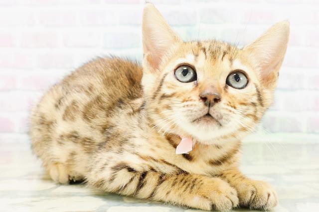 東京都のベンガル (Coo&RIKUフレスポ住吉店/2026年6月25日生まれ/女の子/ブラウンスポットタビー)の子猫の3枚目の画像