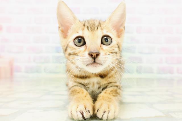 東京都のベンガル (Coo&RIKU下北沢店/2026年6月25日生まれ/女の子/ブラウンスポットタビー)の子猫の1枚目の画像