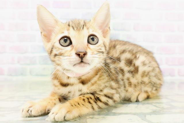 東京都のベンガル (Coo&RIKU下北沢店/2026年6月25日生まれ/女の子/ブラウンスポットタビー)の子猫の2枚目の画像