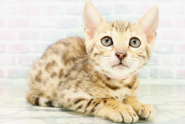 東京都のベンガル (Coo&RIKU下北沢店/2026年6月25日生まれ/女の子/ブラウンスポットタビー)の子猫の3枚目の画像